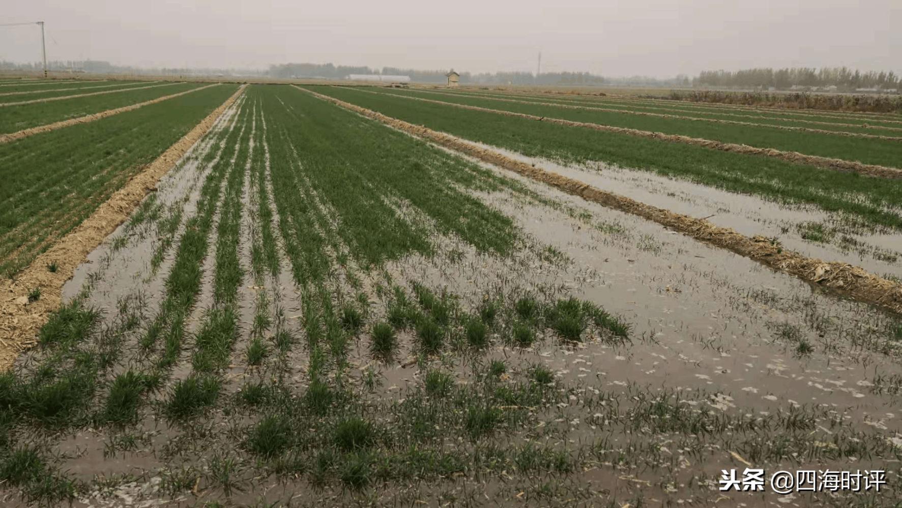 小麦浇地时间表,什么情况下小麦该浇地了