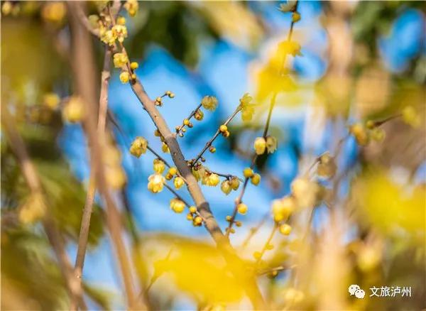 泸州的腊梅花在什么地方,泸州腊梅花观赏