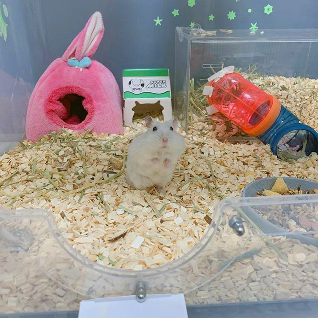 仓鼠亲近主人的征兆,仓鼠被主人舔了一口