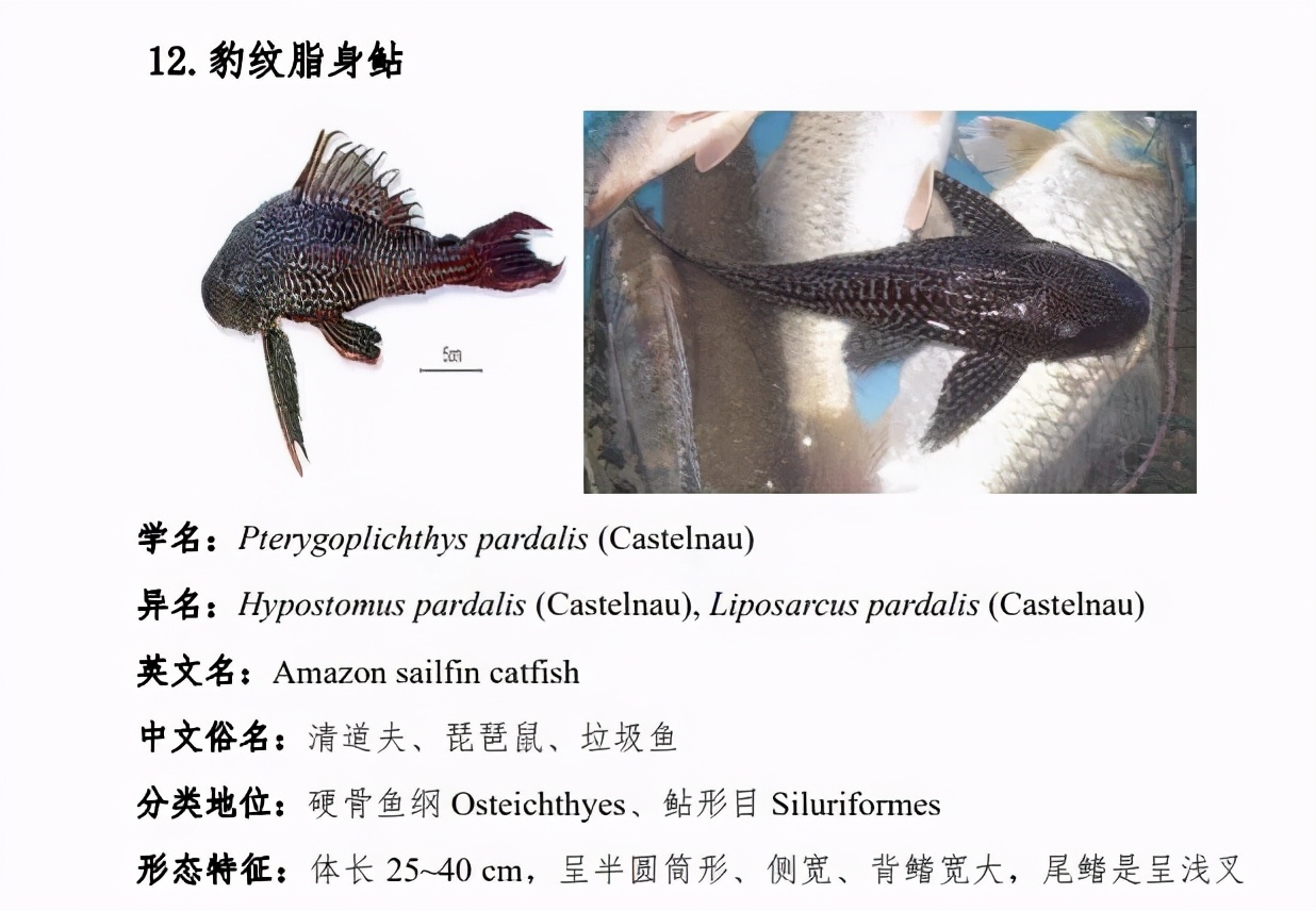 最具杀伤力的蚁种之一巨人恐蚁,巨型毒蚂蚁入侵