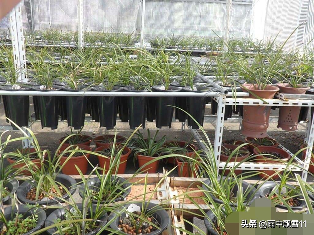 兰花种植养兰之路没有捷径,兰花什么兰新手最好养