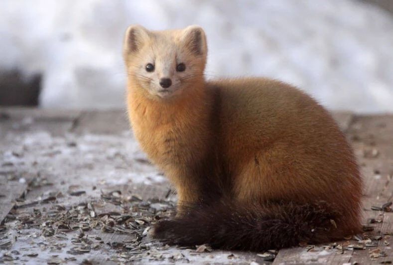 东北三宝野生紫貂时隔40年又出山,长白山野生小紫貂