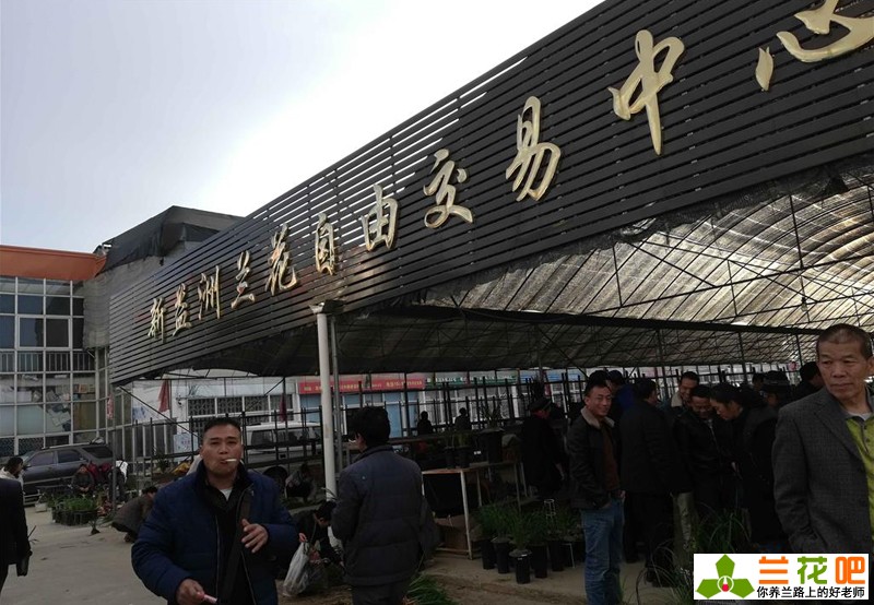 兰花种类和价格行情,现在兰花有特别贵的吗