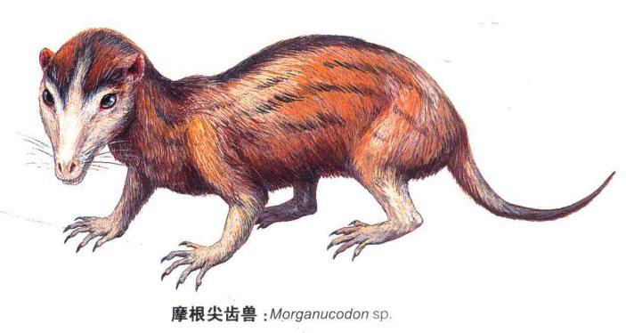 蜥蜴是怎么进化成哺乳动物,蜥蜴是怎么进化的