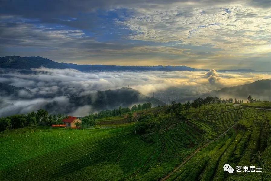 湖北茶叶第一名,湖北采花毛尖图片大全