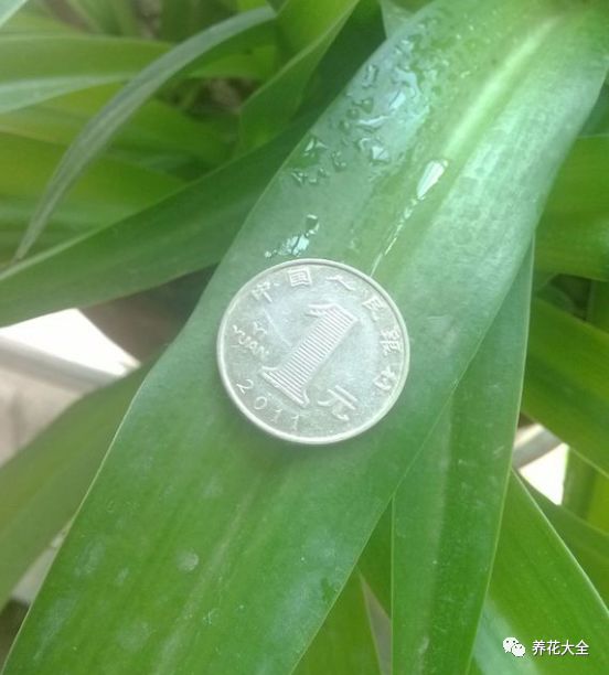 绿萝与铜钱草四季养护,怎么让铜钱草长得和绿萝一样