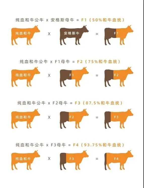 藏不住了!牛肉中的“爱马仕”—澳洲和牛,了解一下?