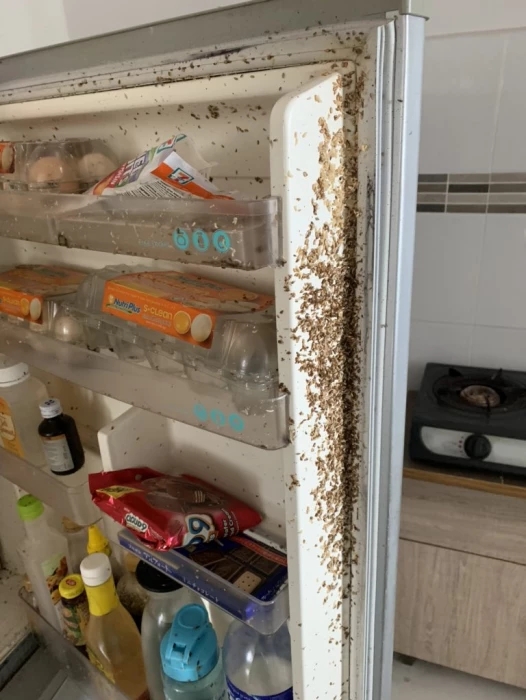 大马男子阔别两月回出租屋,冰箱里面挤满蛆虫,密密麻麻令人作呕