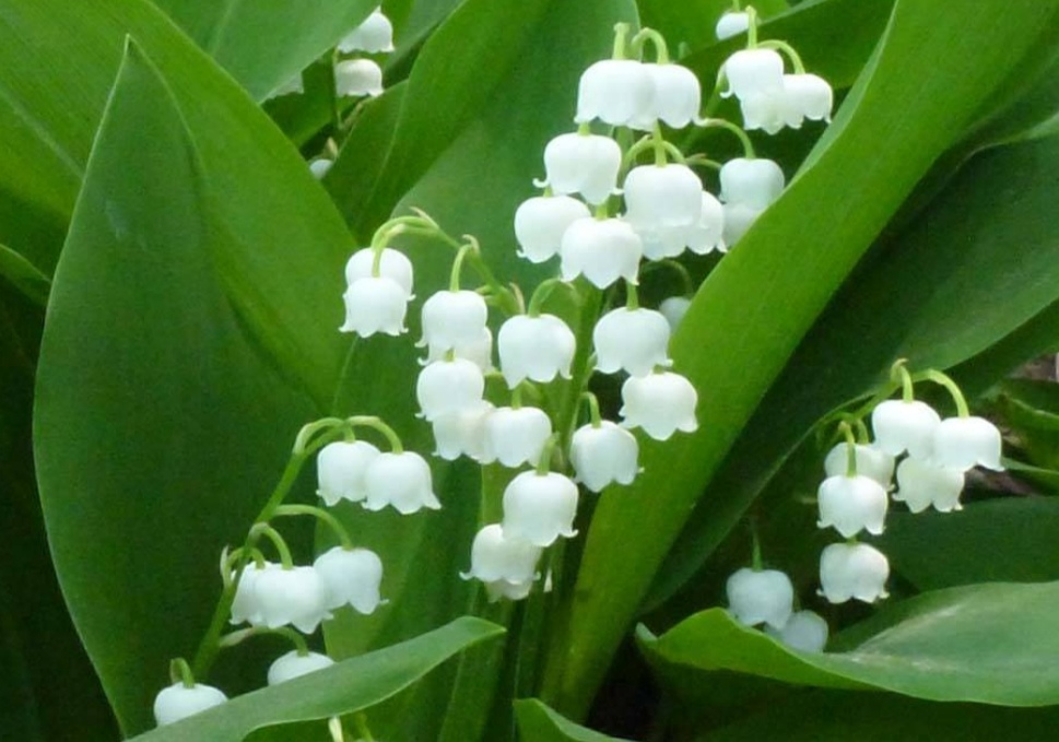 六种有毒花卉盆栽还是不要养了吧,有毒的盆栽花卉有哪些不要用手碰