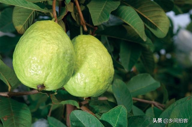 新发现一种北方人没吃过的水果,这些新奇水果你们吃过吗