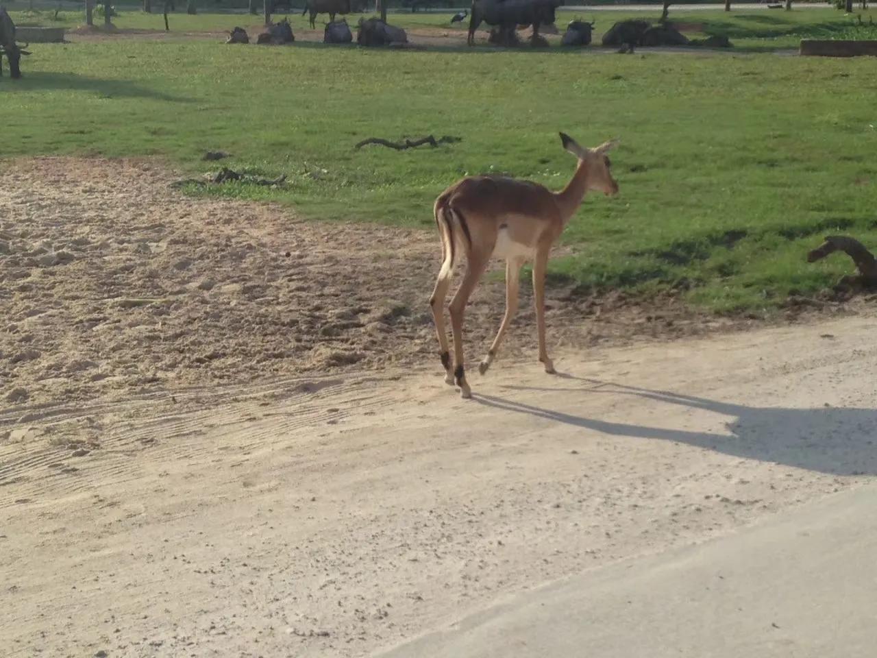 广州长隆野生动物世界游记300字,广州长隆野生动物园游记