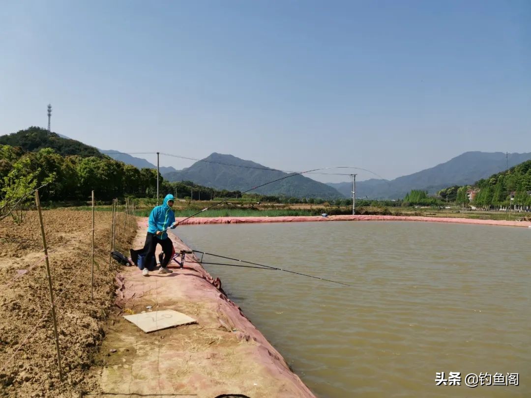 新手钓黑坑的入门鱼竿,黑坑3.9与3.6的鱼竿选哪个最合适