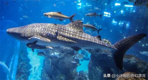 成都浩海立体海洋馆攻略,浩海立方成都海洋公园攻略