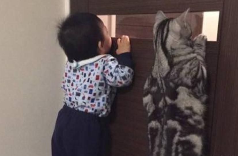 猫咪调皮不听话给它关房间怎么样,猫咪调皮被关小黑屋后不喊不叫