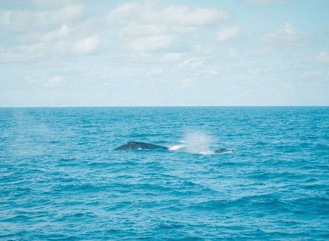 澳洲观鲸攻略,澳洲观鲸之旅