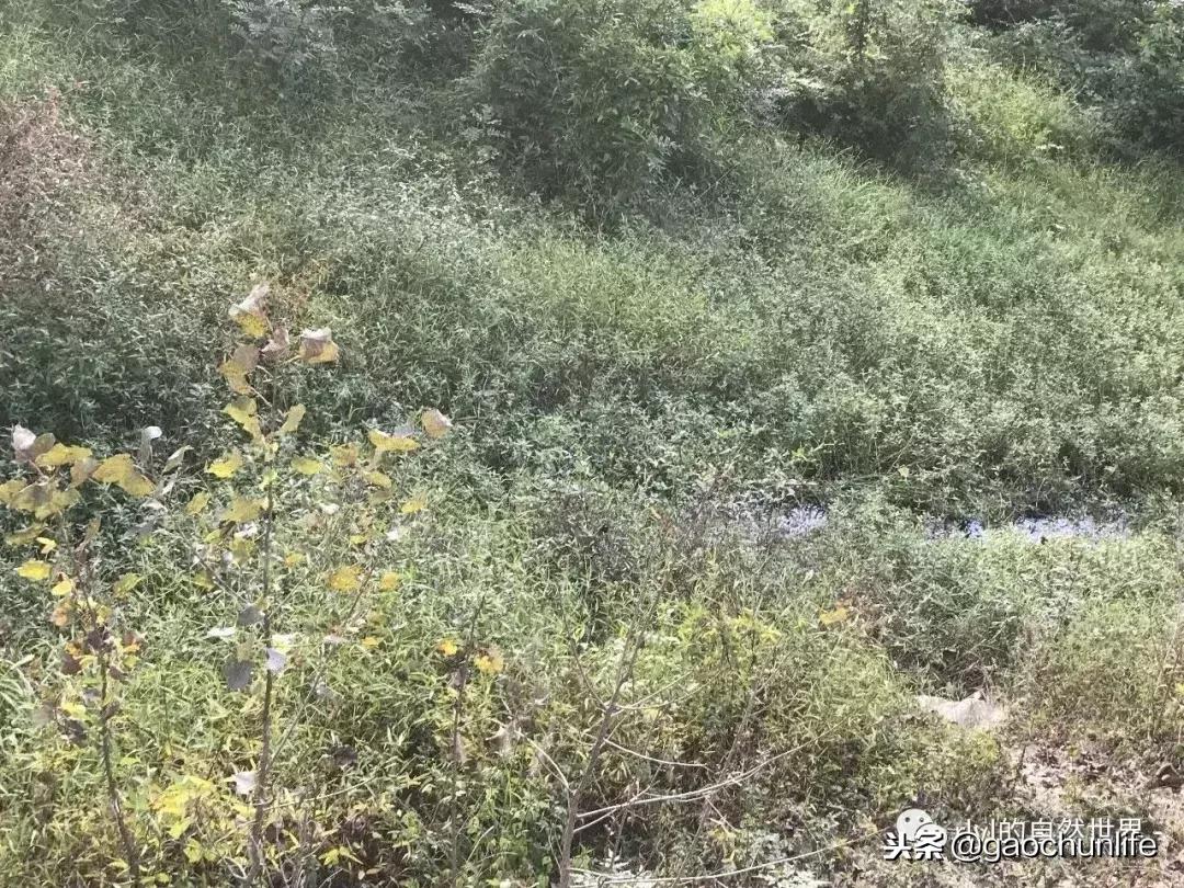 草龟难养,养草龟笔记