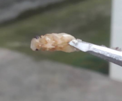 怎么处理蜂蛹和蜂巢,养蜂出现白头蛹怎么办