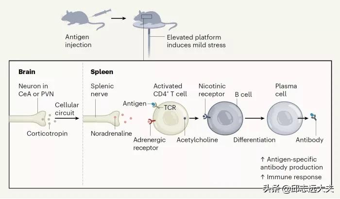 中国免疫学科学家,免疫学领域学者排名
