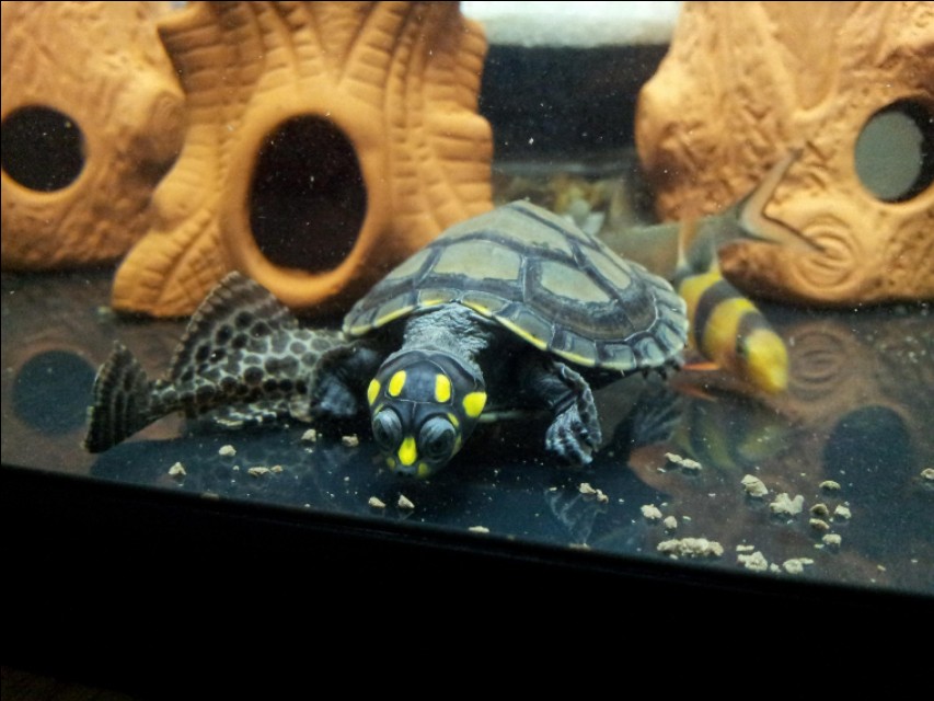 家庭水族箱热带鱼和黄头侧颈龟龟混养之入门指南