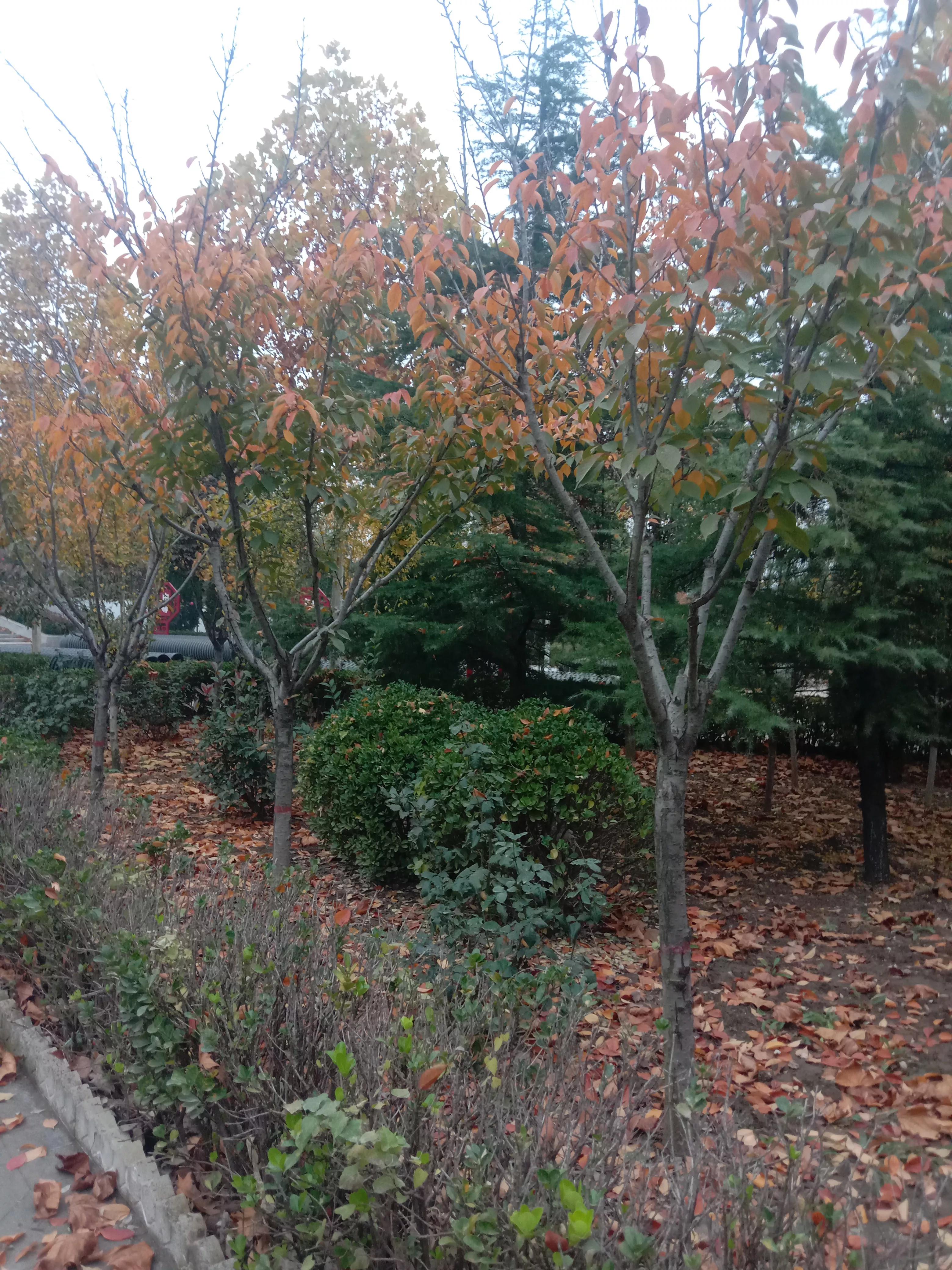 晚秋的落叶视频,晚秋的落叶朗读