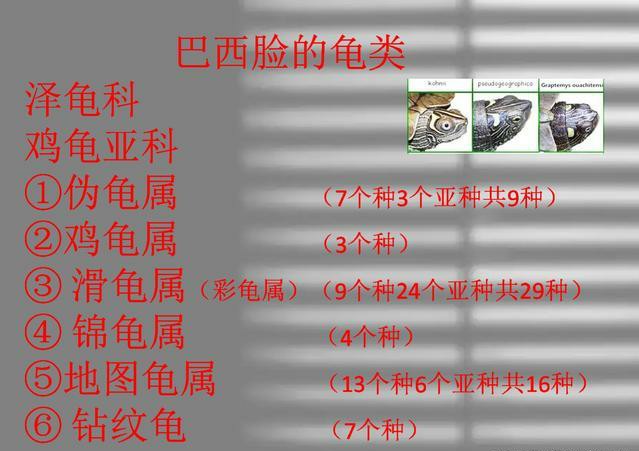 龟的种类大全图解巴西红耳龟,巴西龟品种大全大图高清