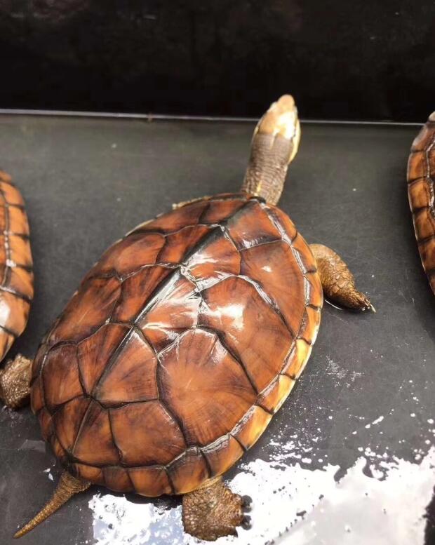 苏北金线草龟和石金钱龟的区别,石金钱龟多少钱一只2017