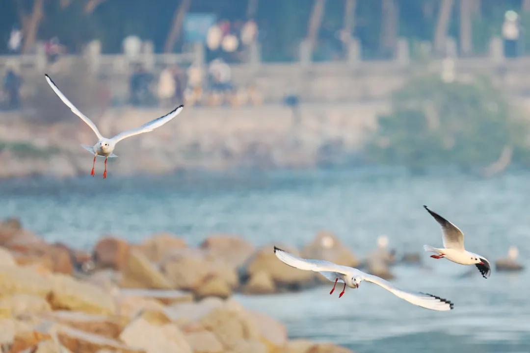 这个春节怎么过一大波攻略来啦,春节期间的最全攻略