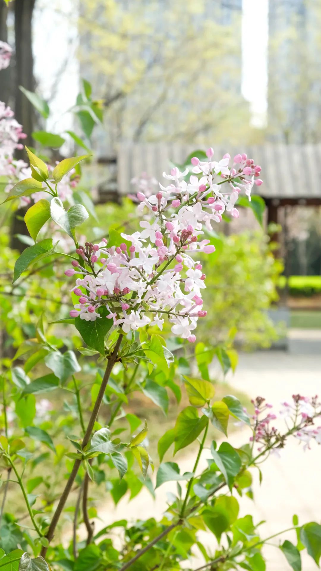 济南3月免费赏花攻略,花都开了济南周边赏花攻略收好