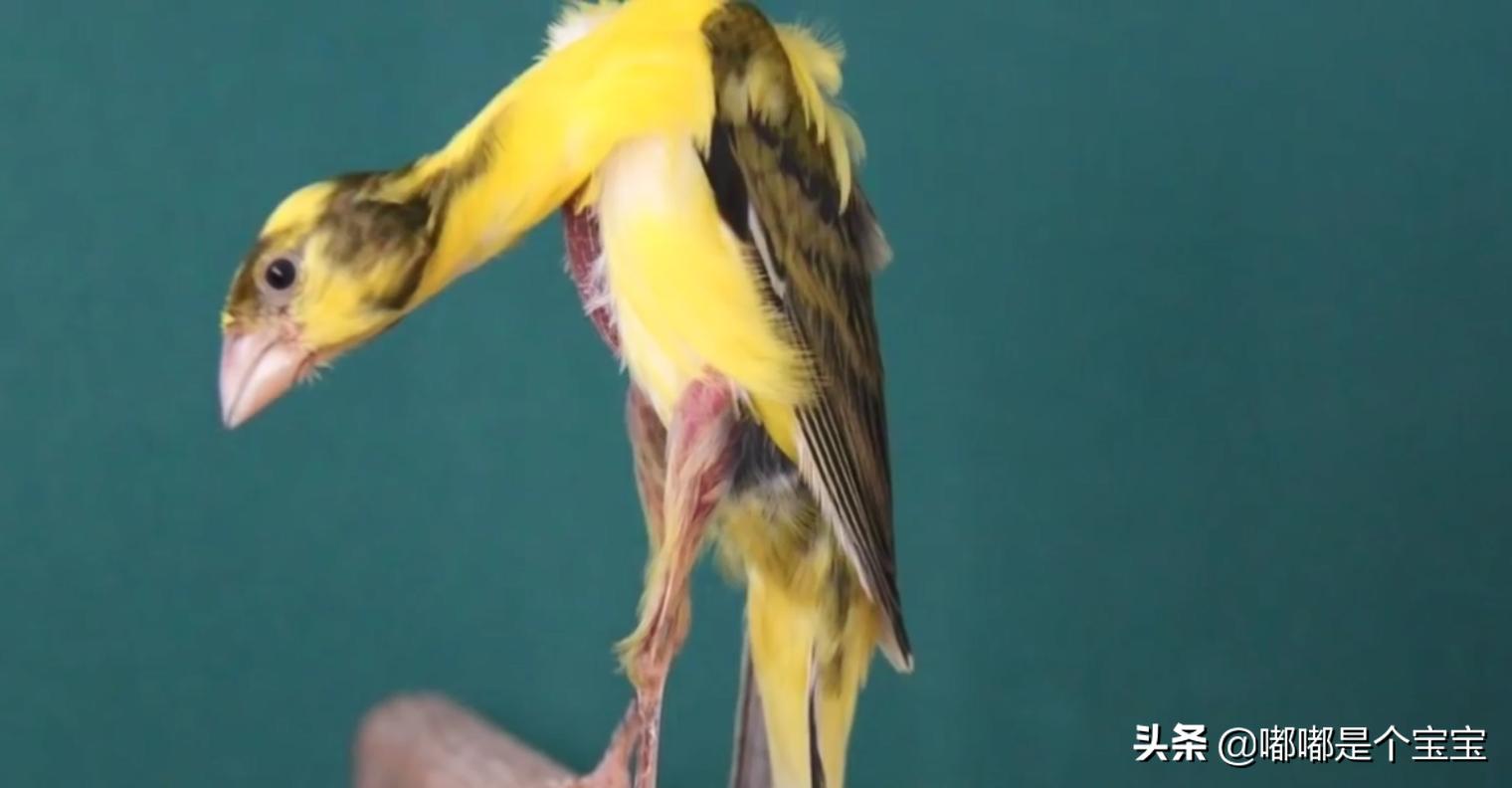 最恐怖的五种杂交生物,科学家搞出来的神奇杂交物种