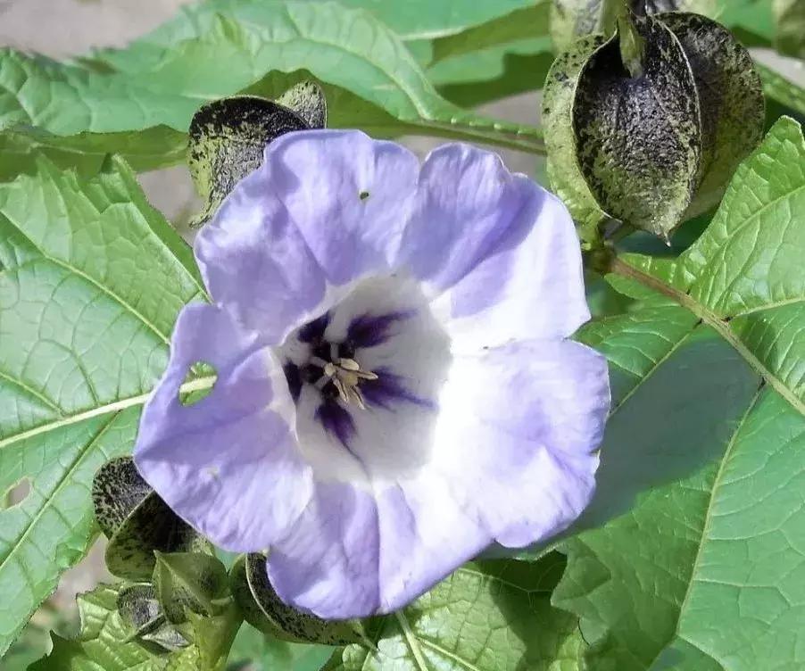 椰果仙草西米露,椰奶西米露烧仙草图片