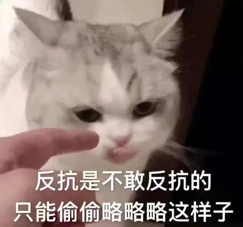 猫乱尿怎么办视频最火,猫乱尿怎么办有什么办法
