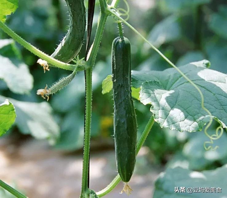 你会给黄瓜挤奶吗?这个英国小姐姐火了,网友尝试:还真别说,甜