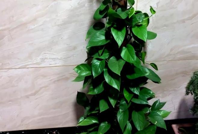 绿萝怎么养才爆盆和爬满墙,绿萝的养殖方法水培绿萝