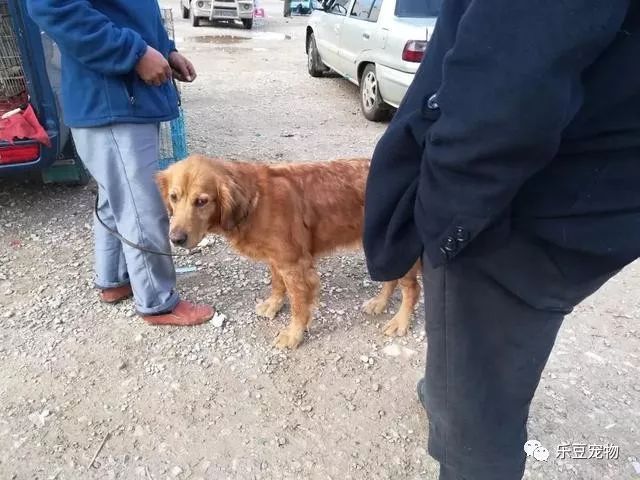 主人把狗卖了狗哭了,金毛被主人卖掉自己回来