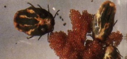 狗子偷偷亲我的第N次，难道不是真爱吗？