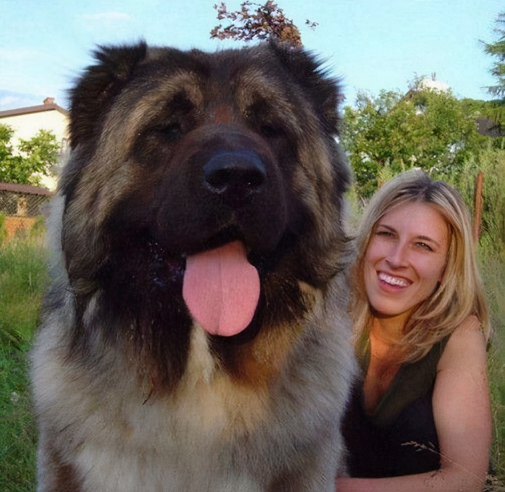 俄罗斯十大狗狗,战斗民族的狗有多厉害