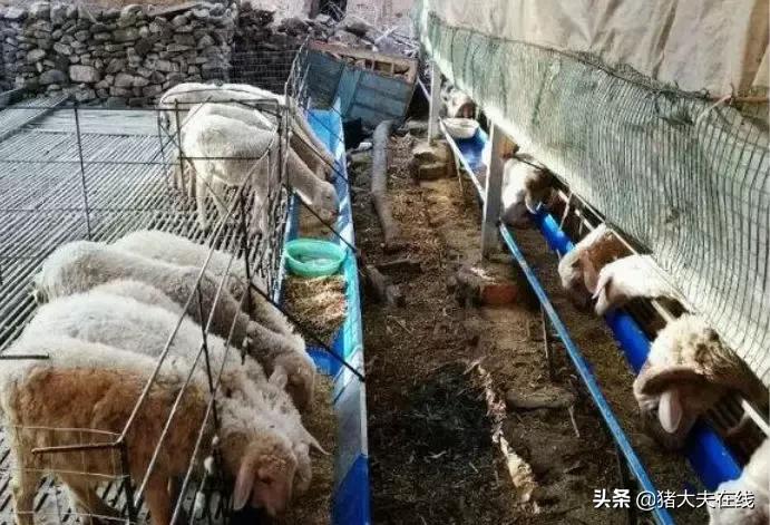 羊得了肾结石怎么办,怎样判断羊患尿结石