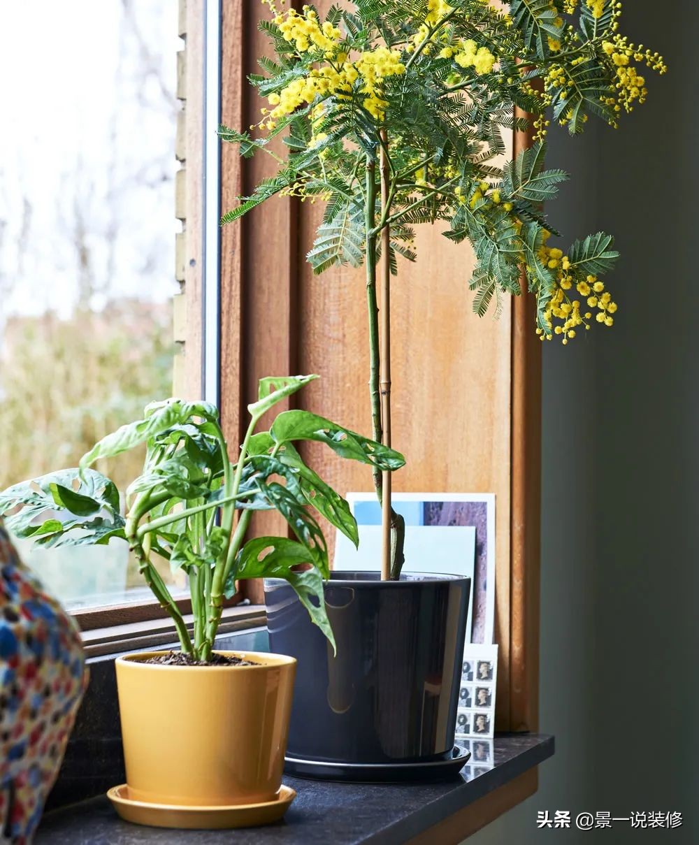 室内植物的摆放设计及养护,室内什么盆栽植物好养护呢