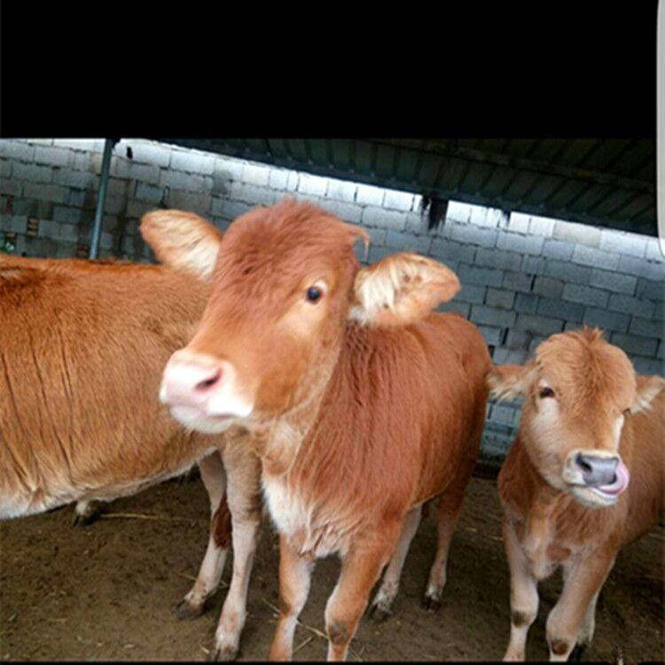 招远市老南乡风俗,招远老南乡习俗