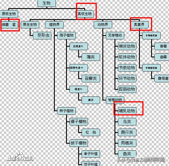 得了猫癣不治疗喷药可以吗,治疗猫癣是内服药好还是外用药好