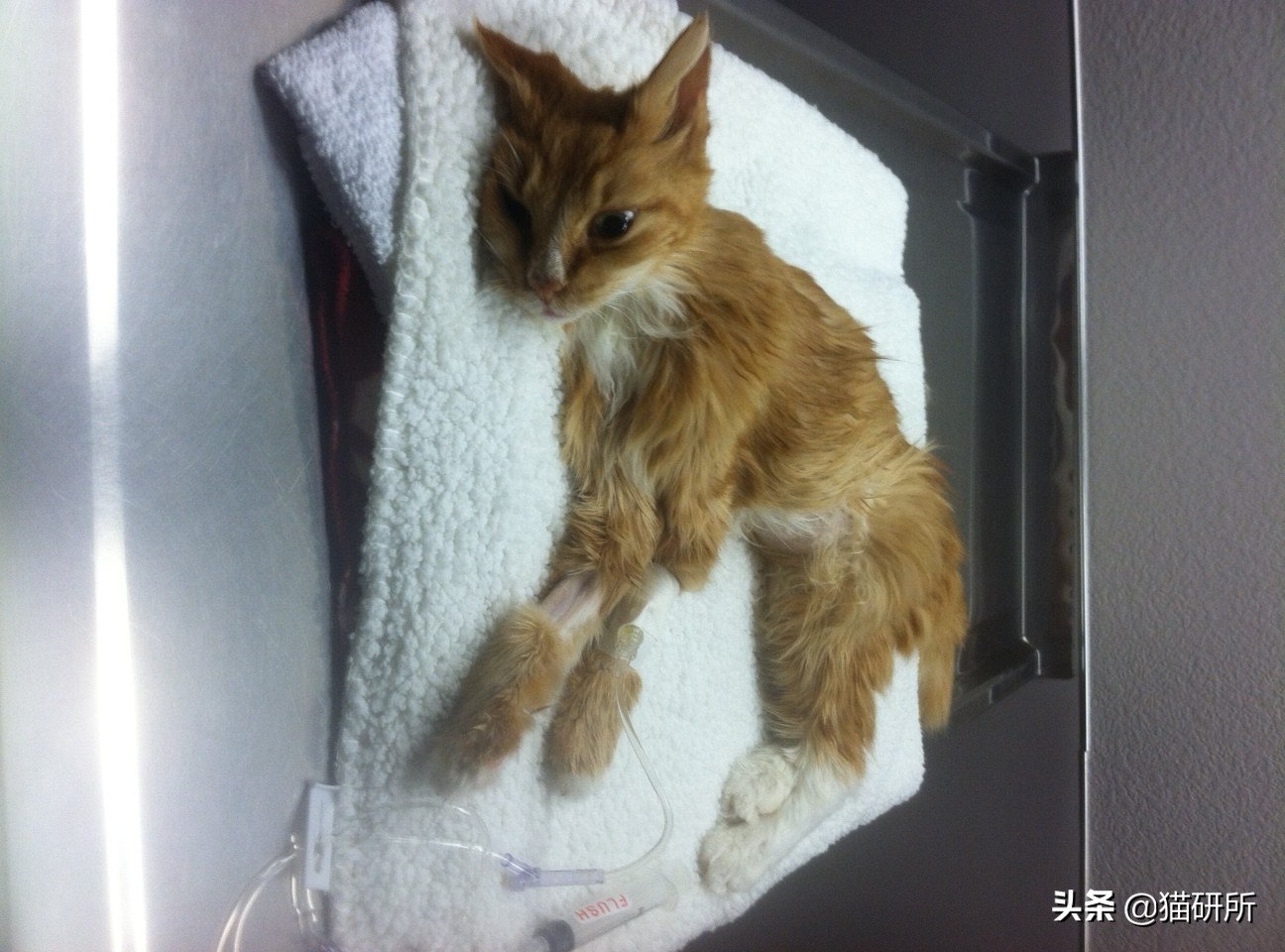 猫咪呕吐的原因及处理方法,猫咪呕吐不吃猫粮是什么原因