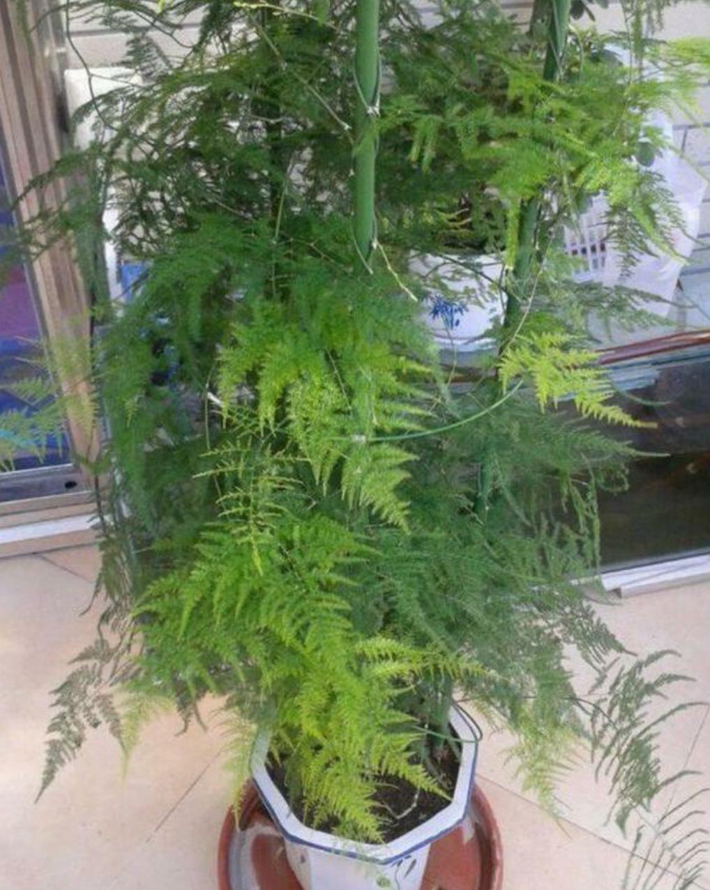 黄豆水浇花，有利也有弊，正确使用，植物长势快，根系壮