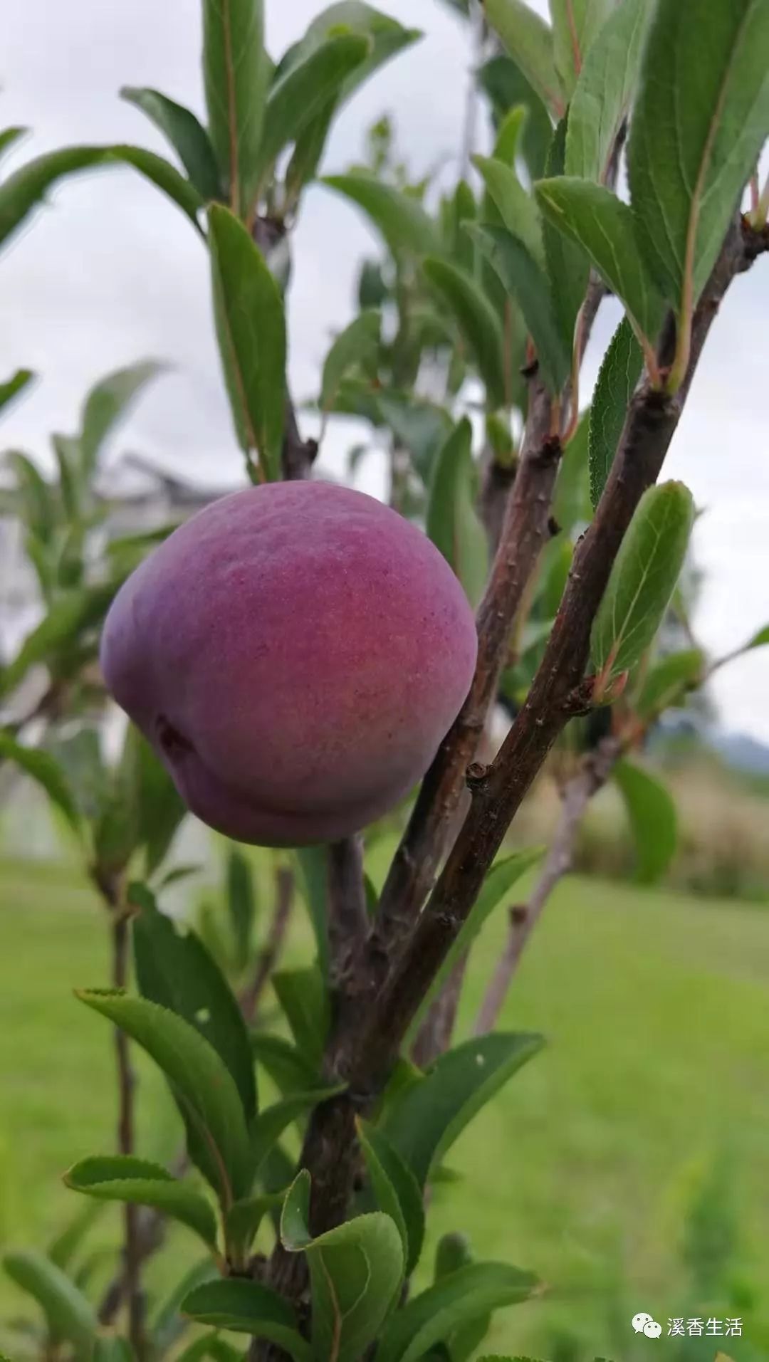 西溪南古村落惬意慢生活,徽州西溪南生活