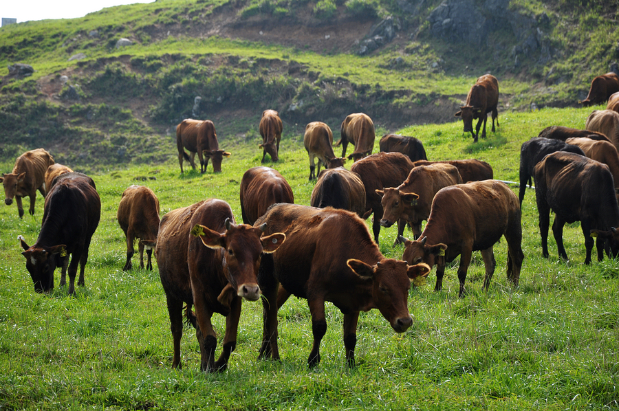 果树下种草养牛可行吗,村里可以养殖的土地