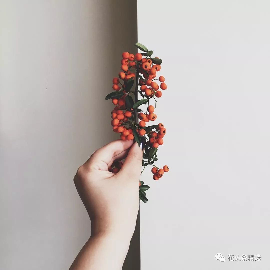 最优质的北美冬青,北美冬青性价比高的