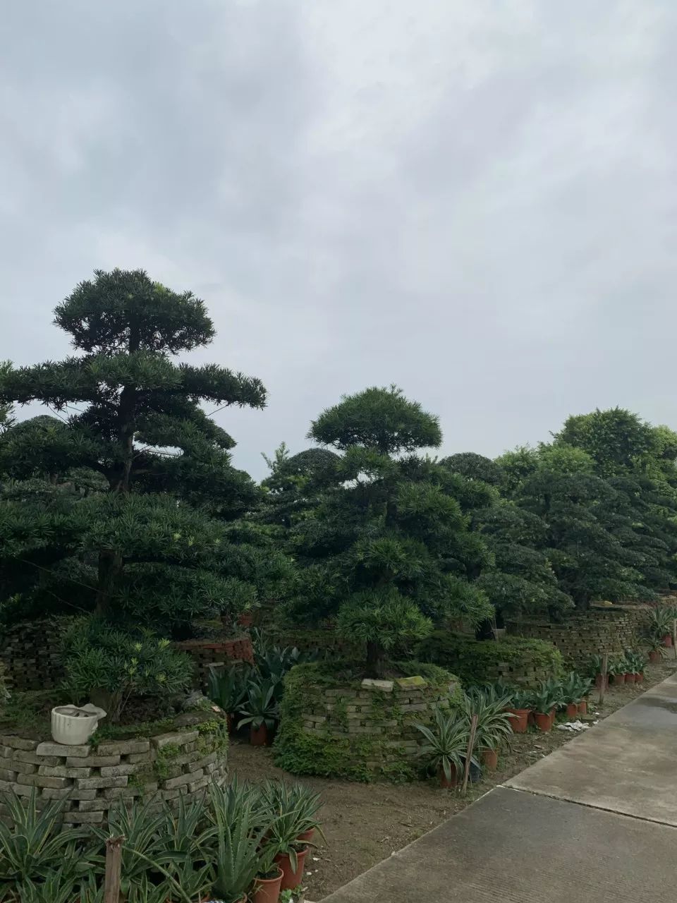 金彩罗汉松苗木,五彩罗汉松苗