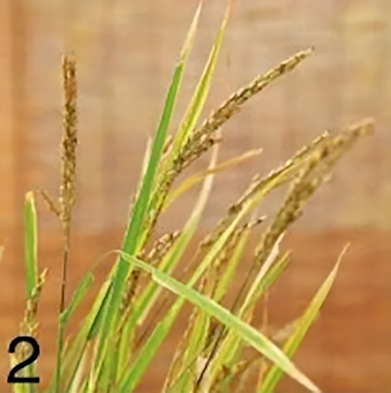 “大米熟了”，不是锅里煮的，而是阳台上栽的，一起来采摘吧