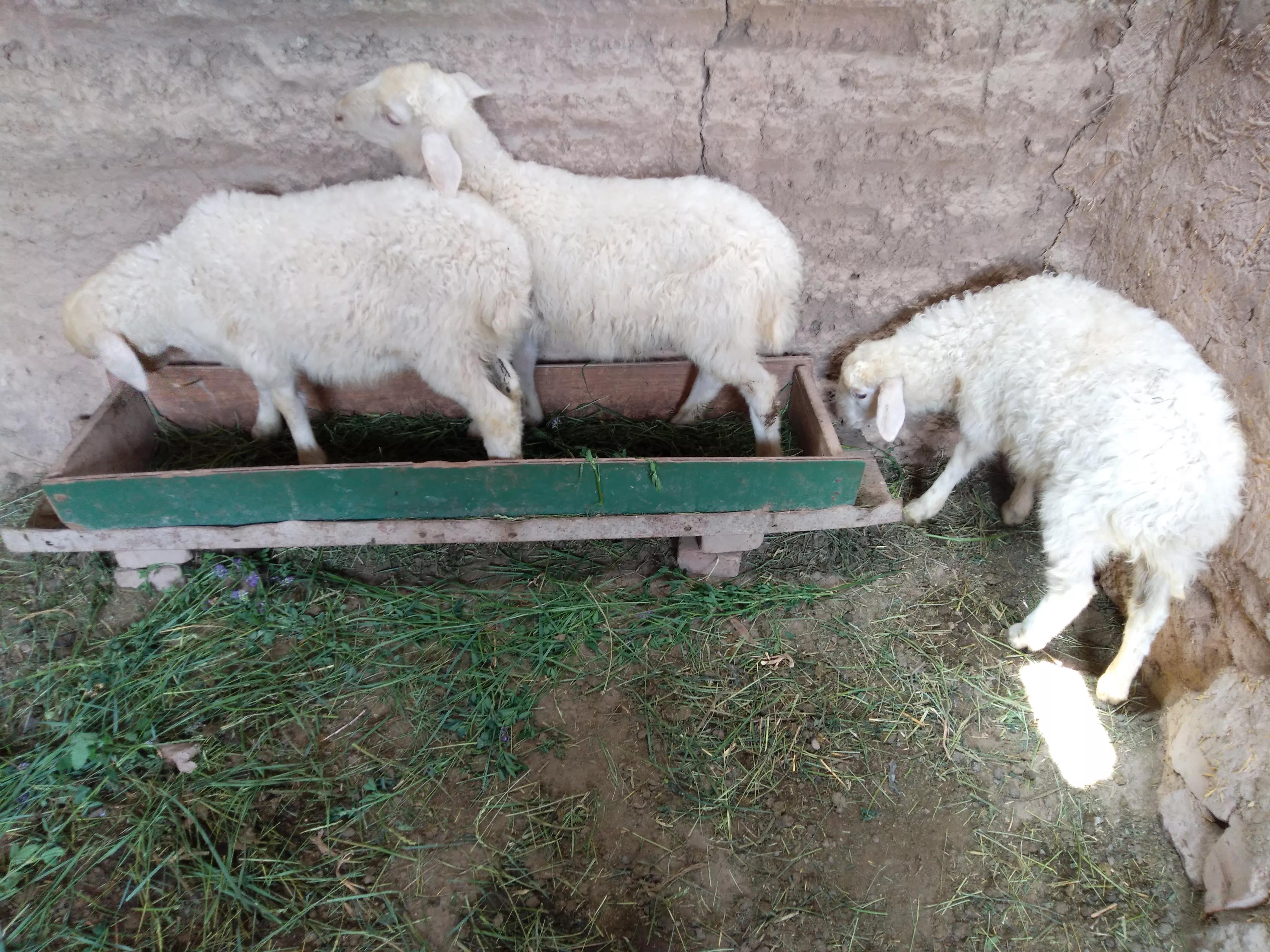 养羊人懂得这十个道理就会赚钱,养羊的10大忠告有哪些