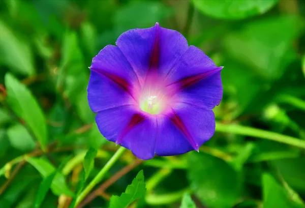 猫咪百合花粉中毒后怎么救,猫咪误食百合的症状