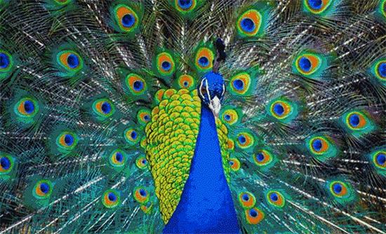 孔雀蓝釉哪个颜色最好,美到让人窒息孔雀蓝釉